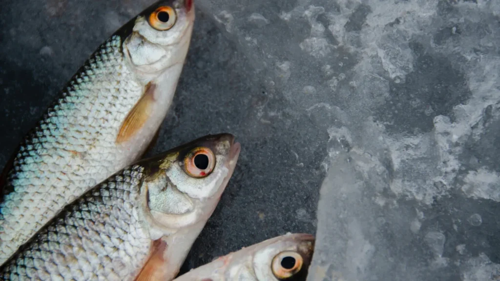Fish Butchery-Australian Fish Shop